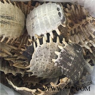 新辉药业正品鳖甲 上甲 团圆甲图3