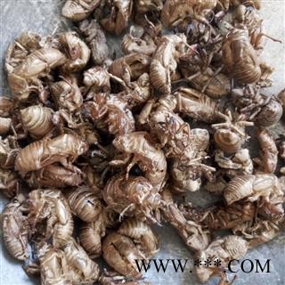 蝉蜕 蝉蜕统货 产地 山东省图2