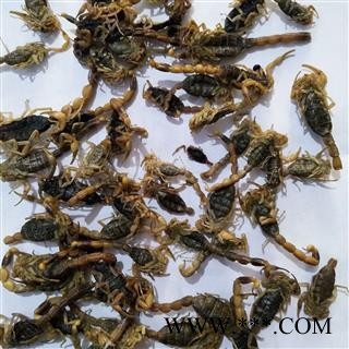 全蝎 山东新货全虫淡盐水货，无增重，干度好肚扁。整条货 产地 山东省图3