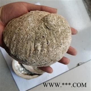 九孔石决明 统 大图4