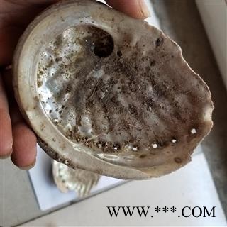 九孔石决明 统 大图3