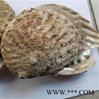 九孔石决明 统 大图2