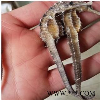 海马 2克清水海马 产地 福建省图2