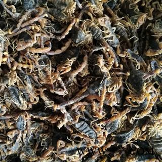 全蝎 一袋500克山东清水全蝎秋货 产地 山东省图3
