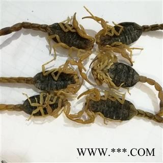 全蝎 一袋500克山东清水全蝎秋货 产地 山东省图2