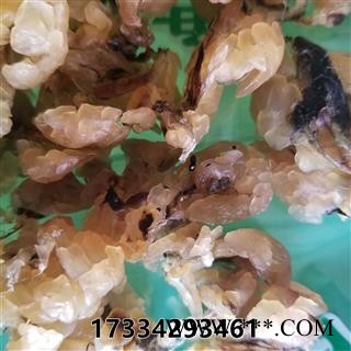 林蛙 林蛙油 统货图2