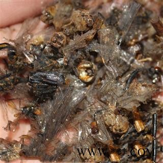 九盛堂 中药材蜻蜓 马大头 猫猫丁黑蜻蜓 诸乘、胡蜊、马大头、纱羊、青娘子图2