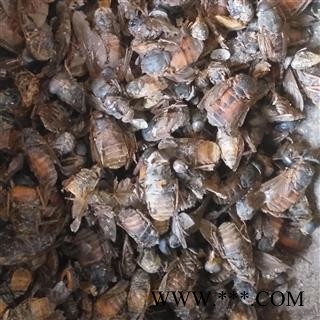 诺源药材行中药材牛虻  牛虻虫图2