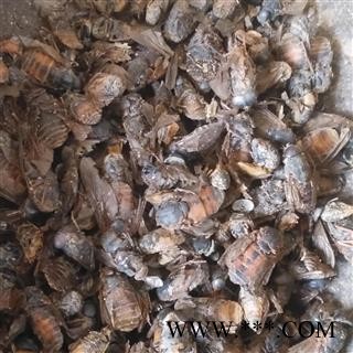 诺源药材行中药材牛虻  牛虻虫图3