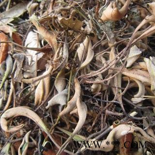 石苇 统 产地 陕西省商洛市柞水县图3