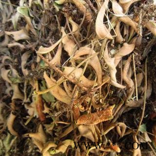 石苇 统 产地 陕西省商洛市柞水县图2