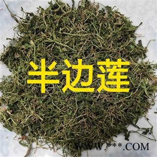 半边莲 半边莲统段 产地 湖南省株洲市市辖区图3