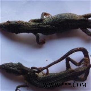 世元药业 草蜥蜴 正品野 马蛇子 麻蛇子 山蜥蜴410图2