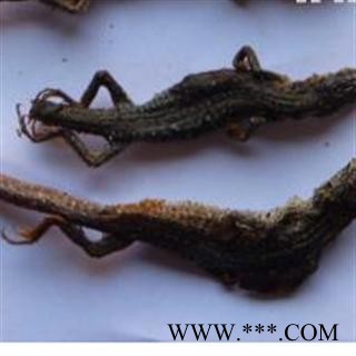 世元药业 草蜥蜴 正品野 马蛇子 麻蛇子 山蜥蜴410图3