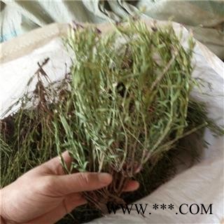 瞿麦 野生瞿麦个子货野麦、石柱花、十样景花、巨麦 产地 河南省平顶山市汝州市图2