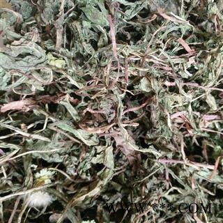 蒲公英 家种蒲公英绿色统货 产地 安徽省图2