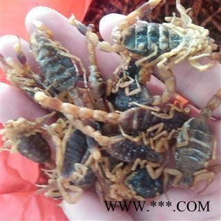 全虫 山东淡盐全蝎伏货 产地 山东省图2