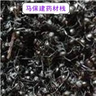 黑蚂蚁 大黑蚂蚁净货 产地 吉林省图2