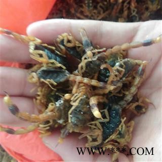 全虫 山东清水全蝎伏货  精选货 空腹 纯干货 产地 山东省图2