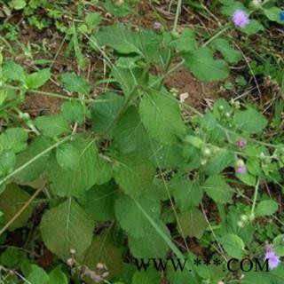 野生全草切断狗仔花 咸虾花 狗崽花无硫干品
