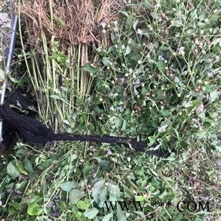 野生全草切断狗仔花 咸虾花 狗崽花无硫干品图3