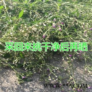 野生山草药夜香牛 消山虎 寄色草假咸虾花伤寒草染色草缩盖斑鸿菊拐棍参 植物全草切断干品图4