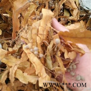 秦岭野生椴树花日晒无硫500g图2