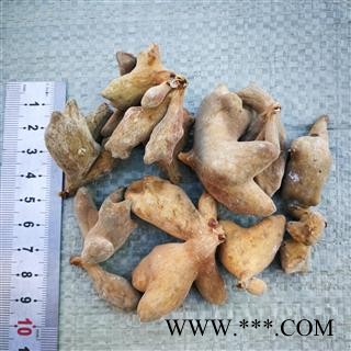 五倍子 肚倍统货 产地 陕西省秦岭山区图2