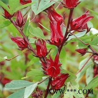 洛神花 玫瑰茄 日晒无硫500g【打折已结束】图2