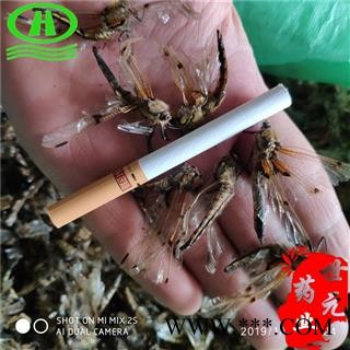 世元药业 蜻蜓 河北红黄色 别称 负劳 蟌 蜻蛉 桑根 胡蝶 狐梨 诸乘 胡蜊 马大头 纱羊 蜻虰 青娘子 蝍蛉 仓螘图2