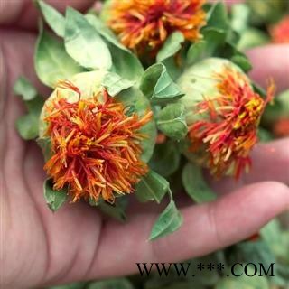 红花果干花 秦岭红花 泡水喝 草红花 手工采摘分拣 日晒干净500g图2