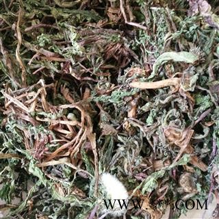 蒲公英 野生蒲公英全草个 干净无杂质 可直接泡茶 产地 安徽省图2