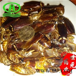 世元药业 蟑螂 正品 偷油婆 黄狼婆 美洲大蠊 东方蜚蠊 澳洲蜚蠊 飞蟅 滑虫 茶婆虫 香娘子 赃郎 酱虫zf图2