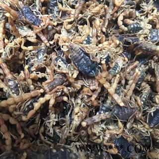 全蝎 山东 淡盐九成干 新货 一只一个 个个带尾刺 瘪肚子 为冲销量 货好价优图2