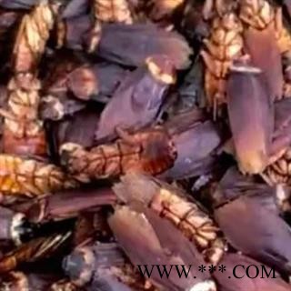 蟑螂 蟑螂统货 产地 山东省图2