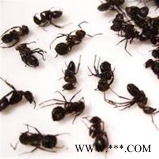 黑蚂蚁 1000克促销批发价选装大黑蚂蚁净货 产地 广西壮族自治区 大货批发价图2