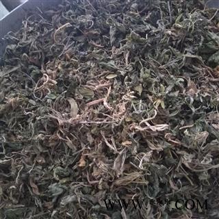 紫花地丁 统段 产地 山东省图2