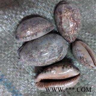 紫贝齿 紫贝齿选装 产地 河北省图2