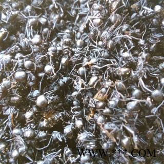 黑蚂蚁 大黑蚂蚁净货 产地 黑龙江省图2