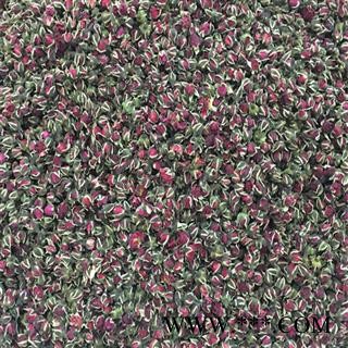 云南金边玫瑰花茶 2020年新花图2