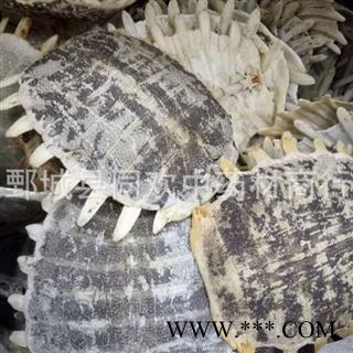 【生鳖甲】@【同欢药材】中药材批发供应  规格齐全 量大从优 产地 山东省图3