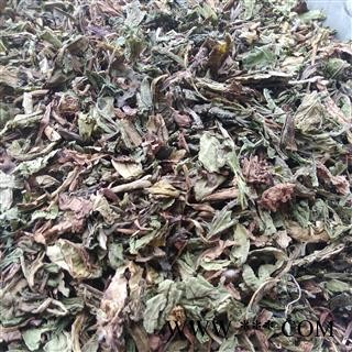 蒲公英 家种蒲公英绿色统货 产地 河北省图1