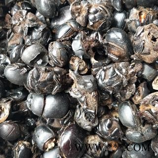 大将军 蜣螂清水选货 产地 云南省图2