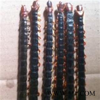 蜈蚣个条 大蜈蚣18cm以上 产地 湖北省图2