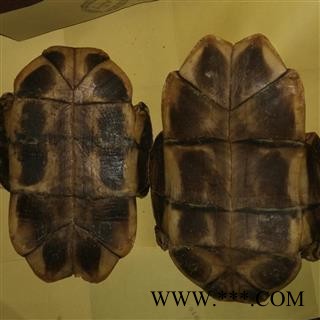 龟板 龟甲 水龟板 选 产地山东省 聚源药业 专注品质 产地 山东省图2