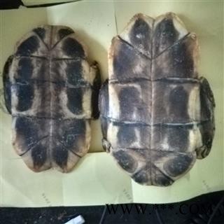 龟板 龟甲 水龟板 选 产地山东省 聚源药业 专注品质 产地 山东省图3