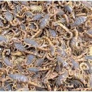 全蝎 山西盐水全蝎干货 产地 山西省图2