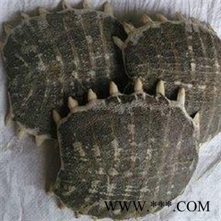 鳖甲 鳖甲统货 产地 江西省图2