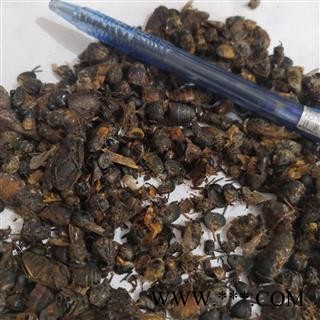 安祁名药虻虫  牛虻虫  统货 选货多种规格图2