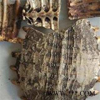 鳖甲 制鳖甲 产地 浙江省图2